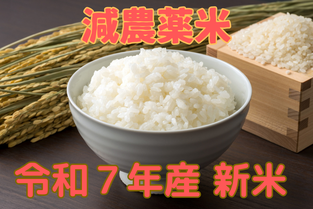 千葉県産コシヒカリの美味しい炊き上がり